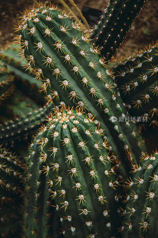 植物园大仙人掌trichocereus pasacana的细节拍摄